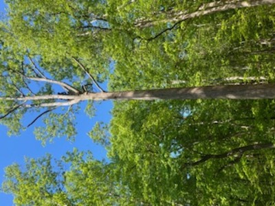 {{ custom_values.service_1 }} in {{custom_values.area_3})