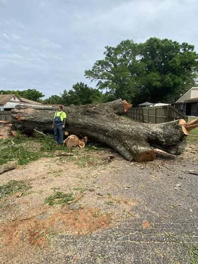 Brush clearing in Milton