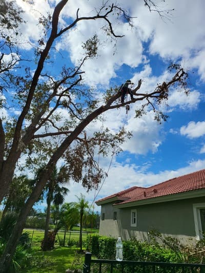 Tree removal in Milton