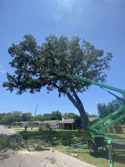 Palm trimming in Pensacola