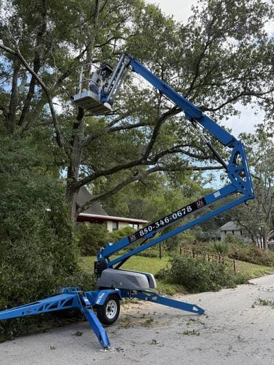Palm trimming in Milton