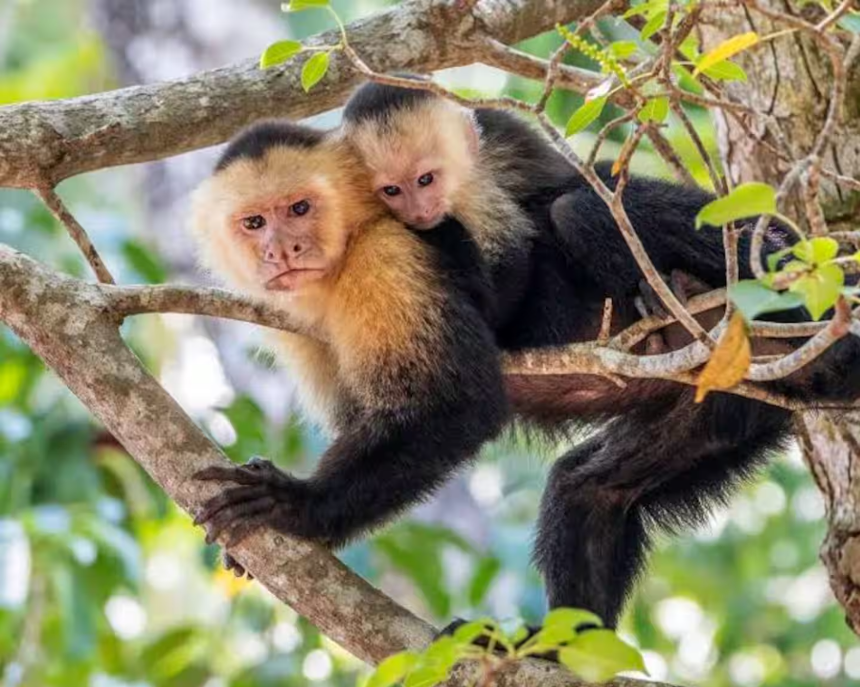 Capuchin monkeys in the trees at Monkey Houses