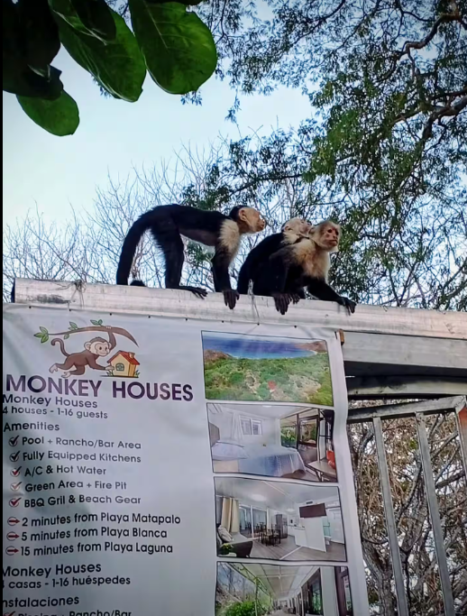 Entrance gate with the Monkey Houses sign