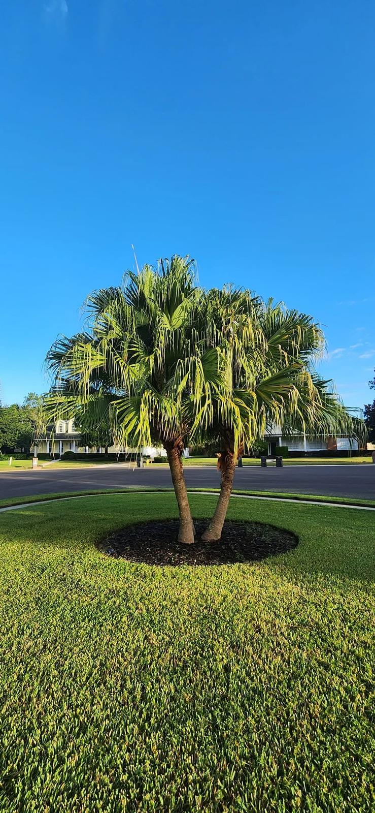 Palm tree landscaping
