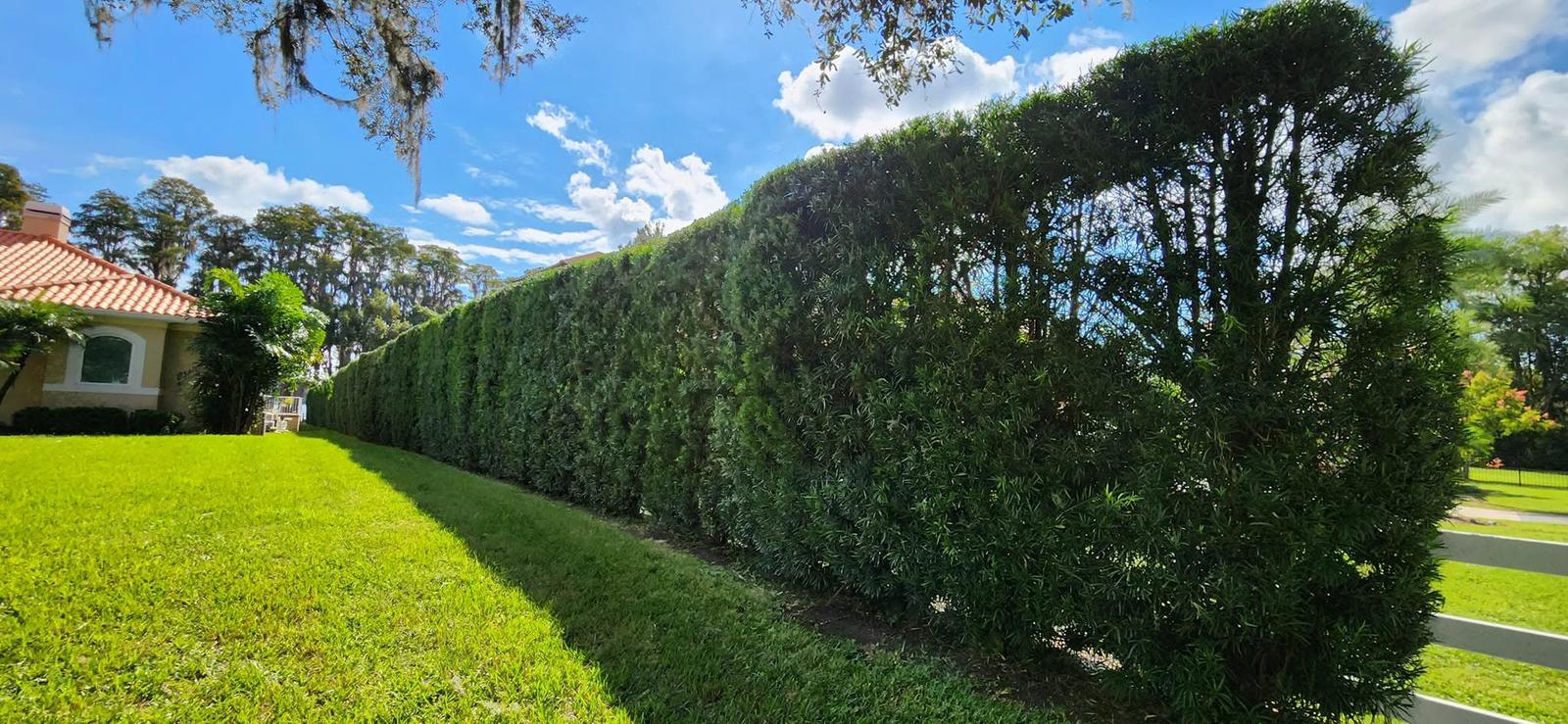 Hedge trimming and lawn maintenance