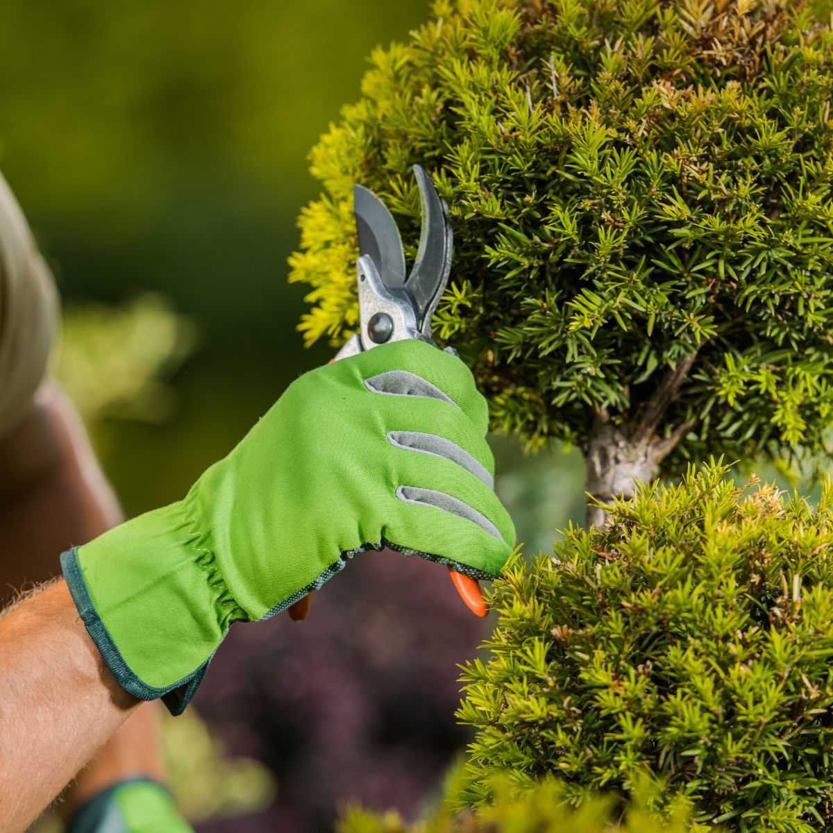Trees Shrubs Desert Plantings