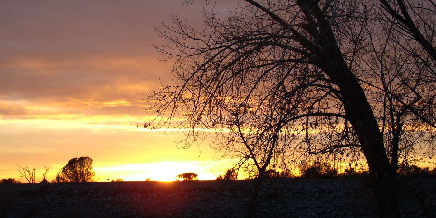 Sunset over Folsom Lake through bare oak branches