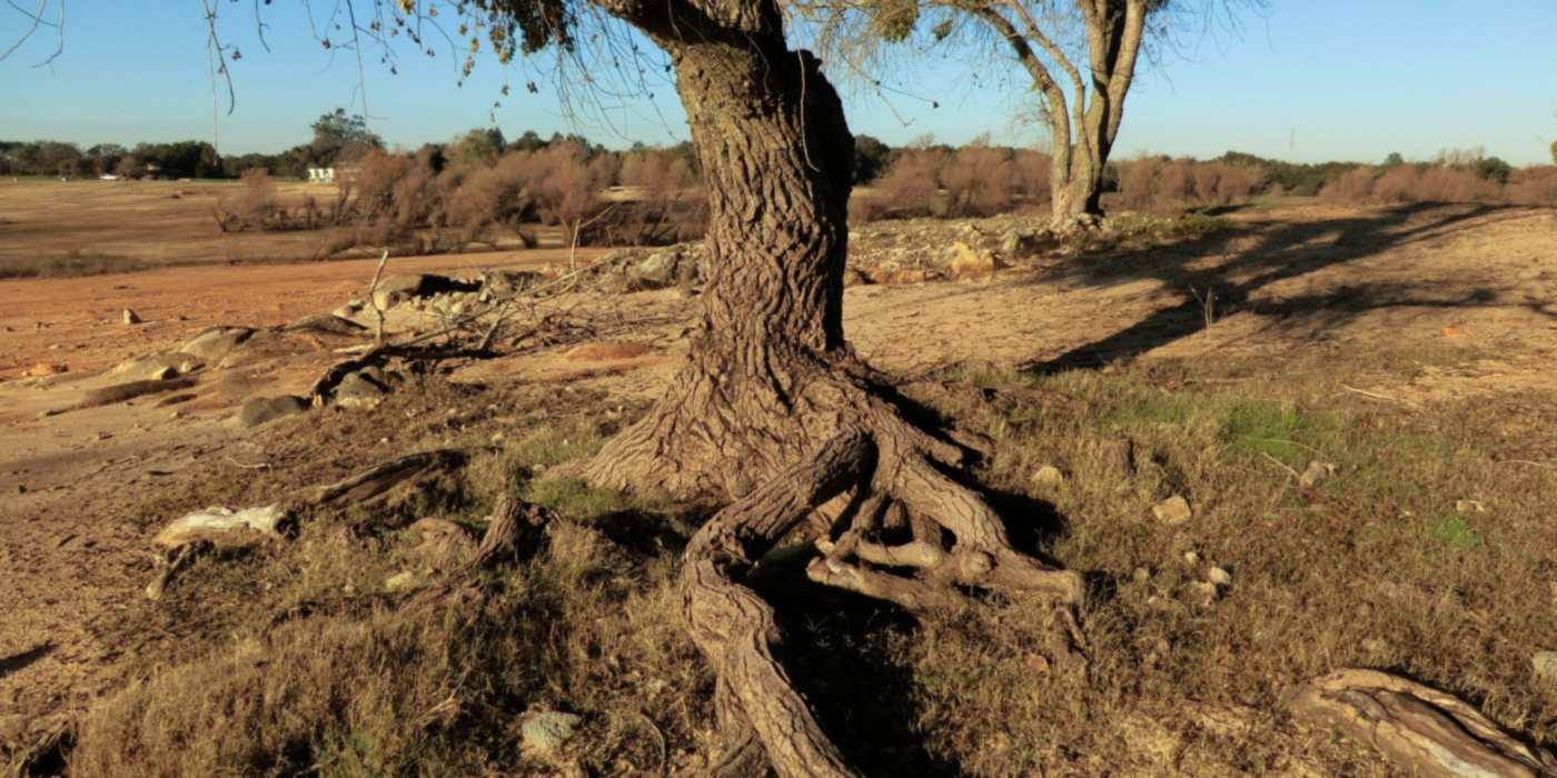 A gnarled oak on dry ground beside Folsom Lake