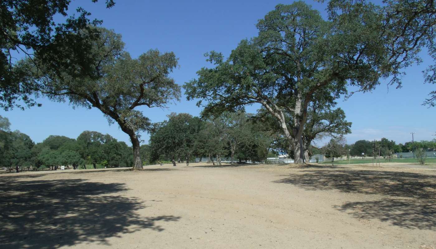 Big oak trees over the disc golf course at Johnson-Springview Park, Rocklin