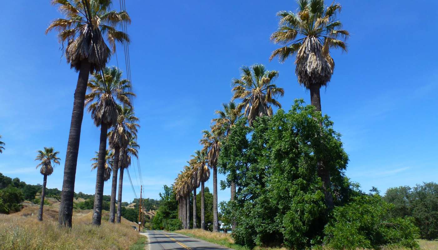 A road lined with tall palm trees and oaks on Delmar Avenue, Rocklin