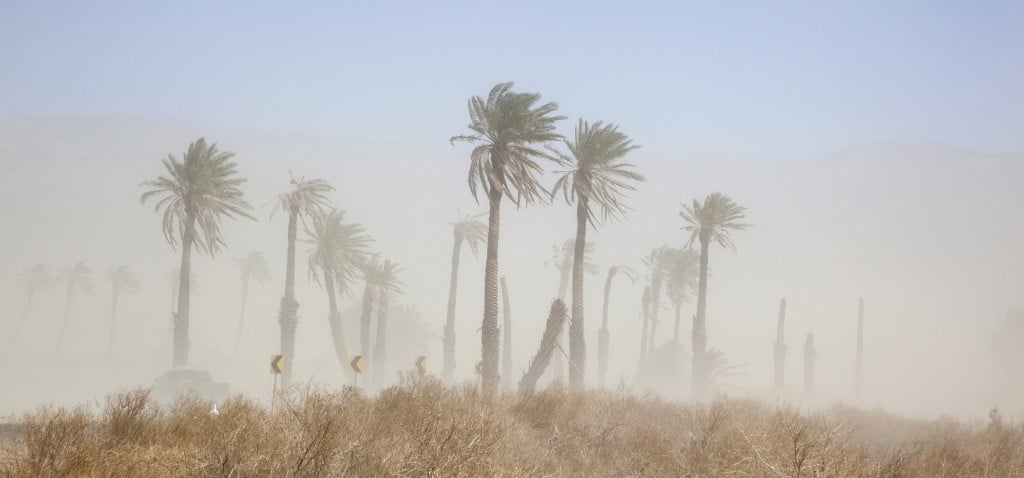 Dust storm blowing through palms in the Coachella Valley