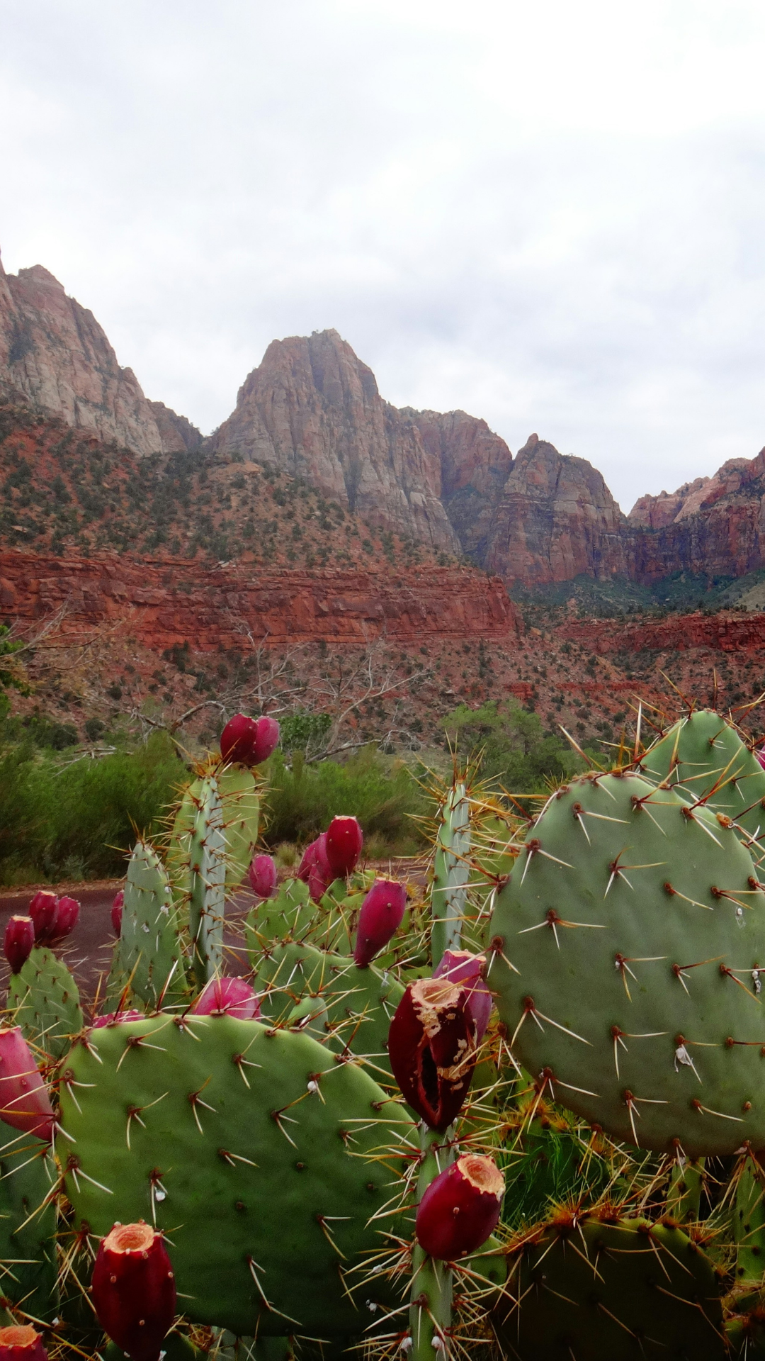 Arizona desert landscape