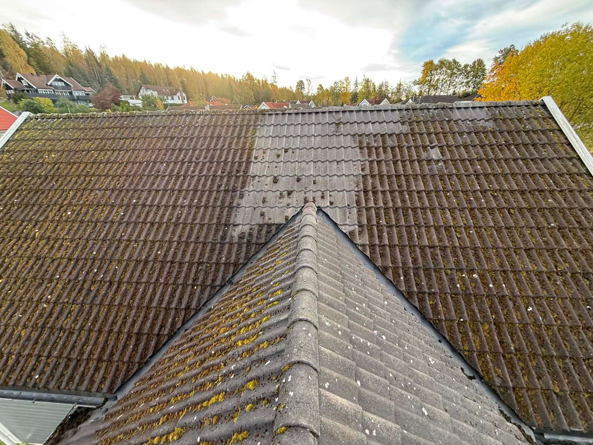 Nærbilde av mose mellom taksteinen