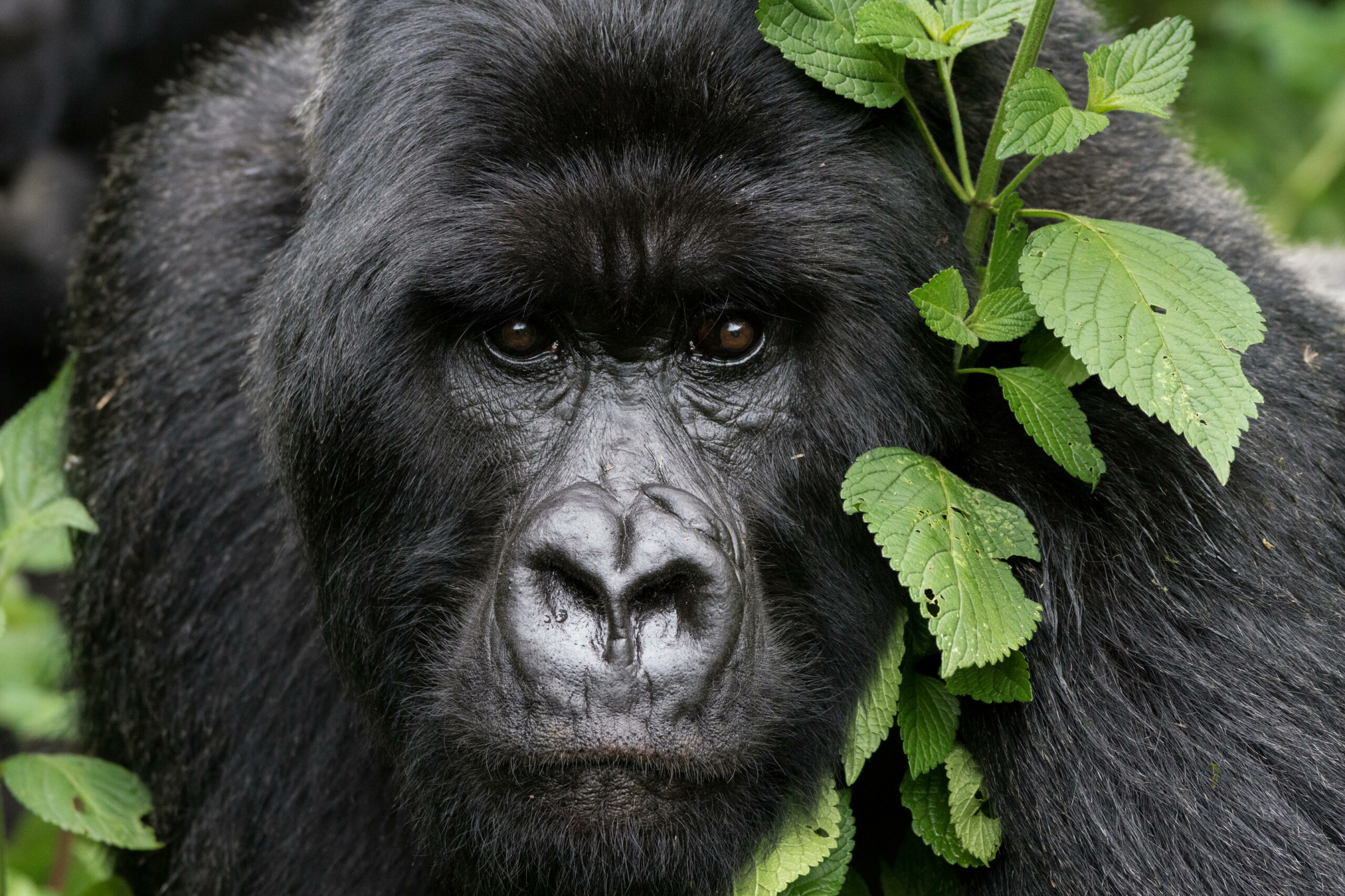 Double Gorilla Trek