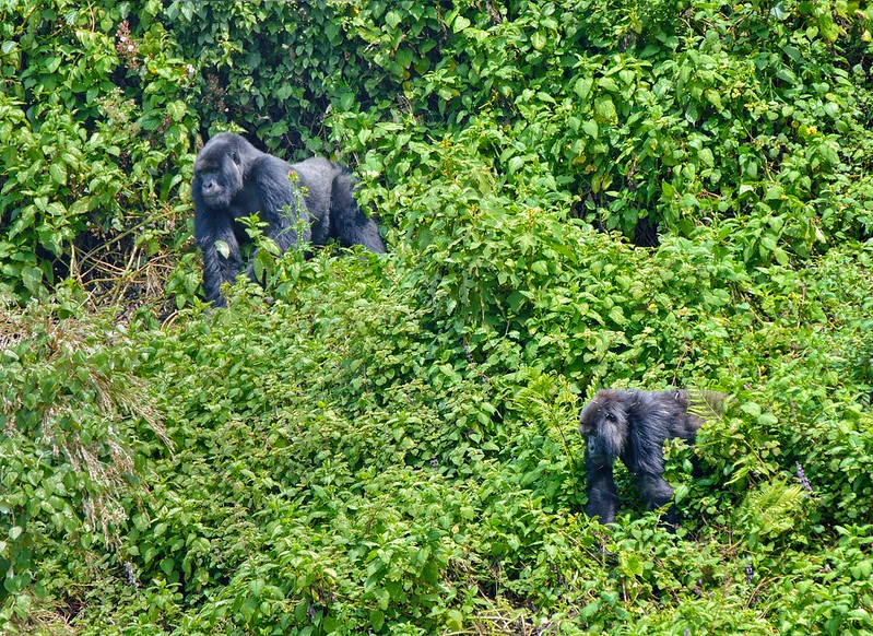 Rwanda Gorilla Safari