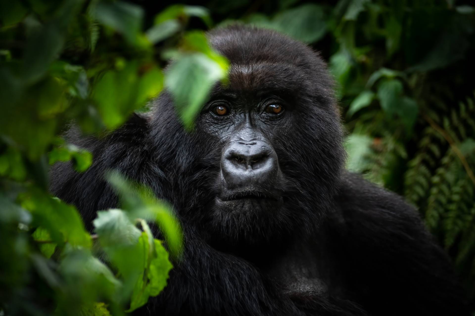 Uganda