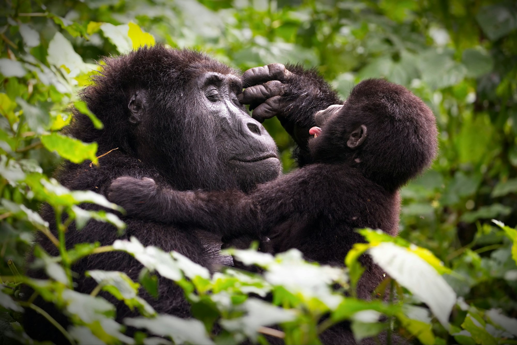 Mountain gorilla mother and baby in Rwanda