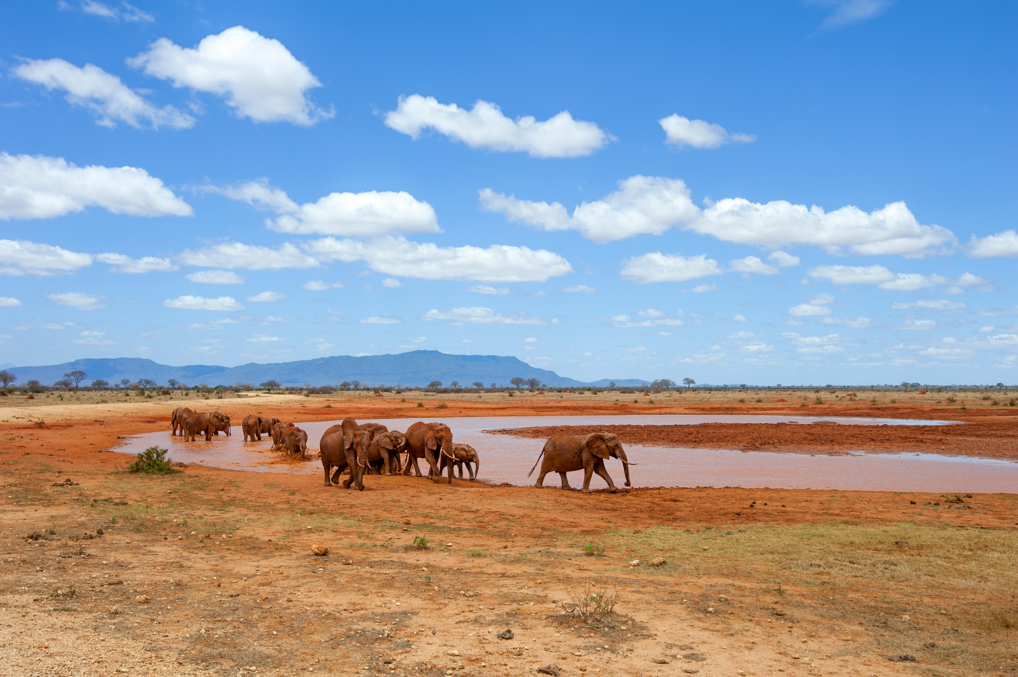 African Savannah