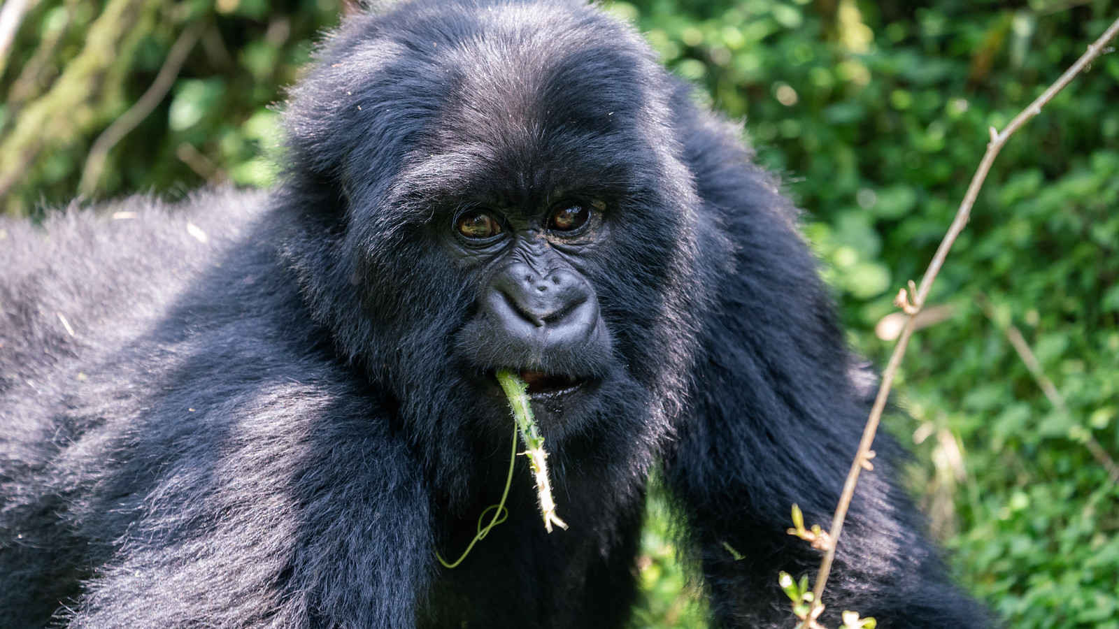 Rwanda Gorilla Permits
