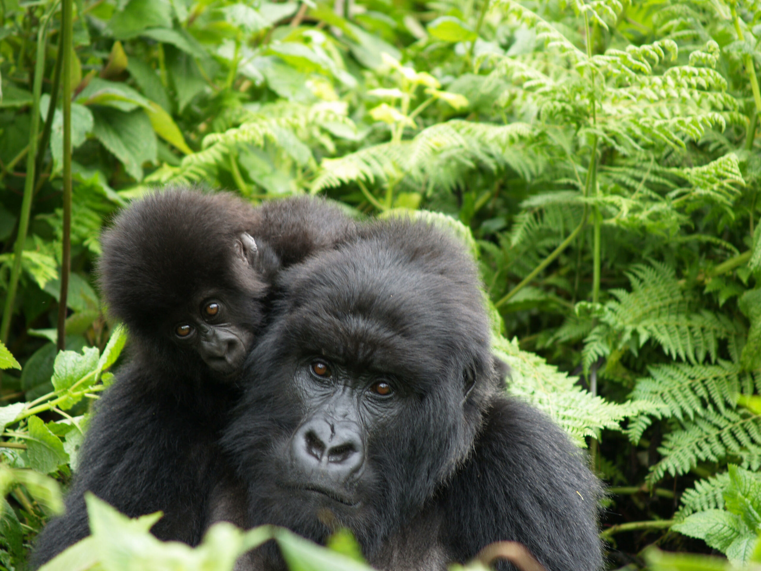 An adult mountain gorilla holding a baby gorilla close to its face with expressive eyes in Bwindi Impenetrable Forest, Uganda