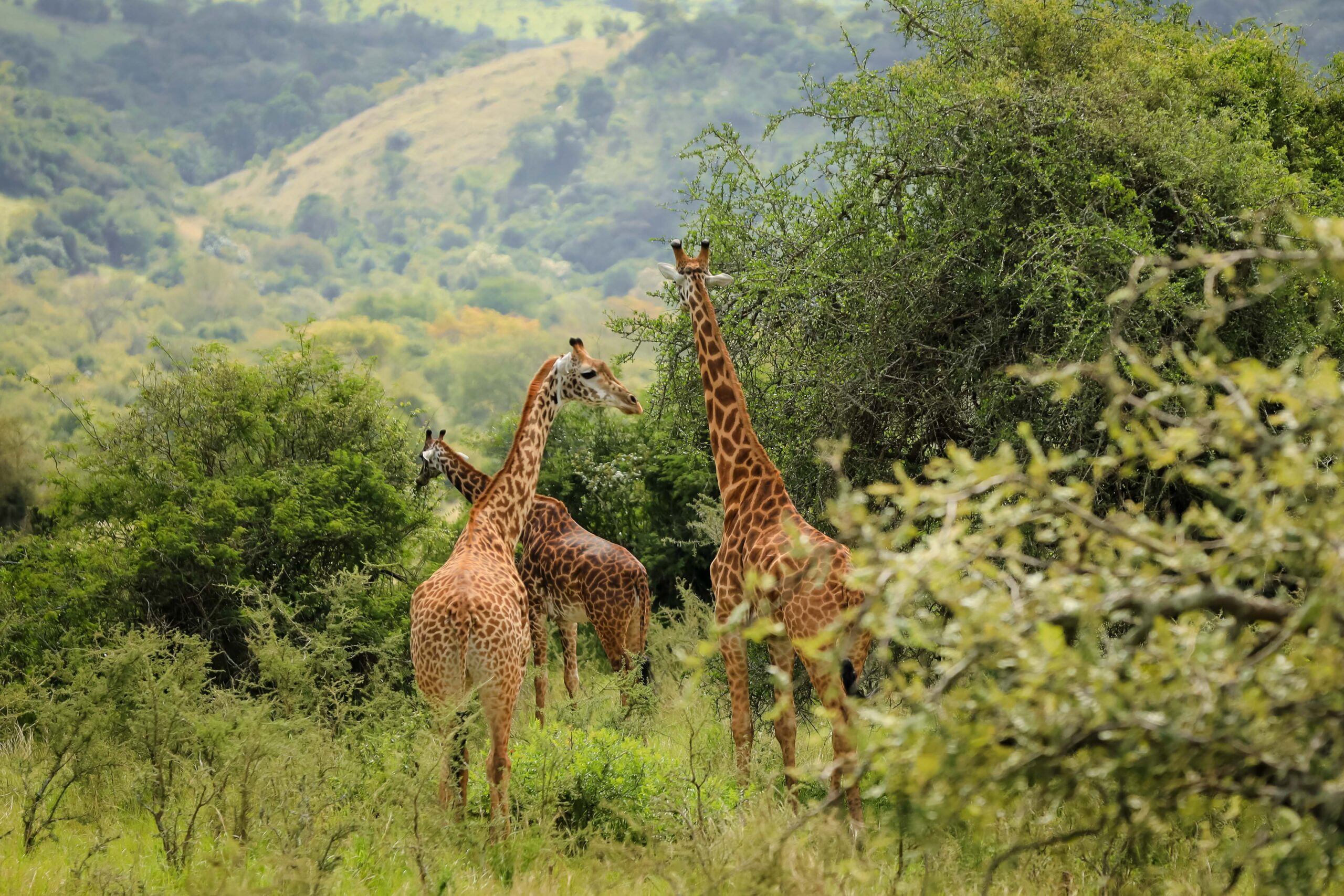 Rwanda Ultimate Wildlife and Mountain Gorilla Adventure