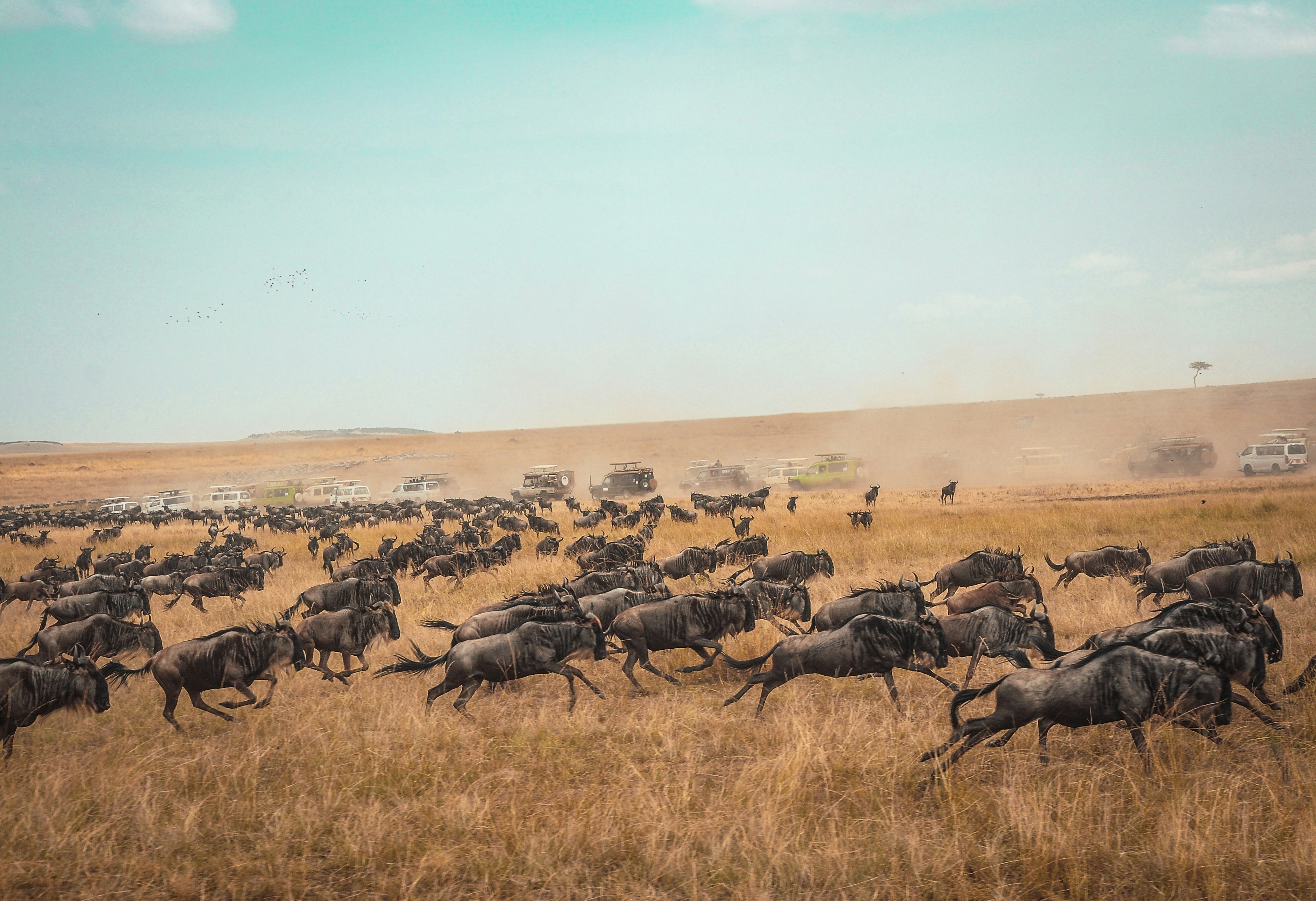 The Great Migration Safari