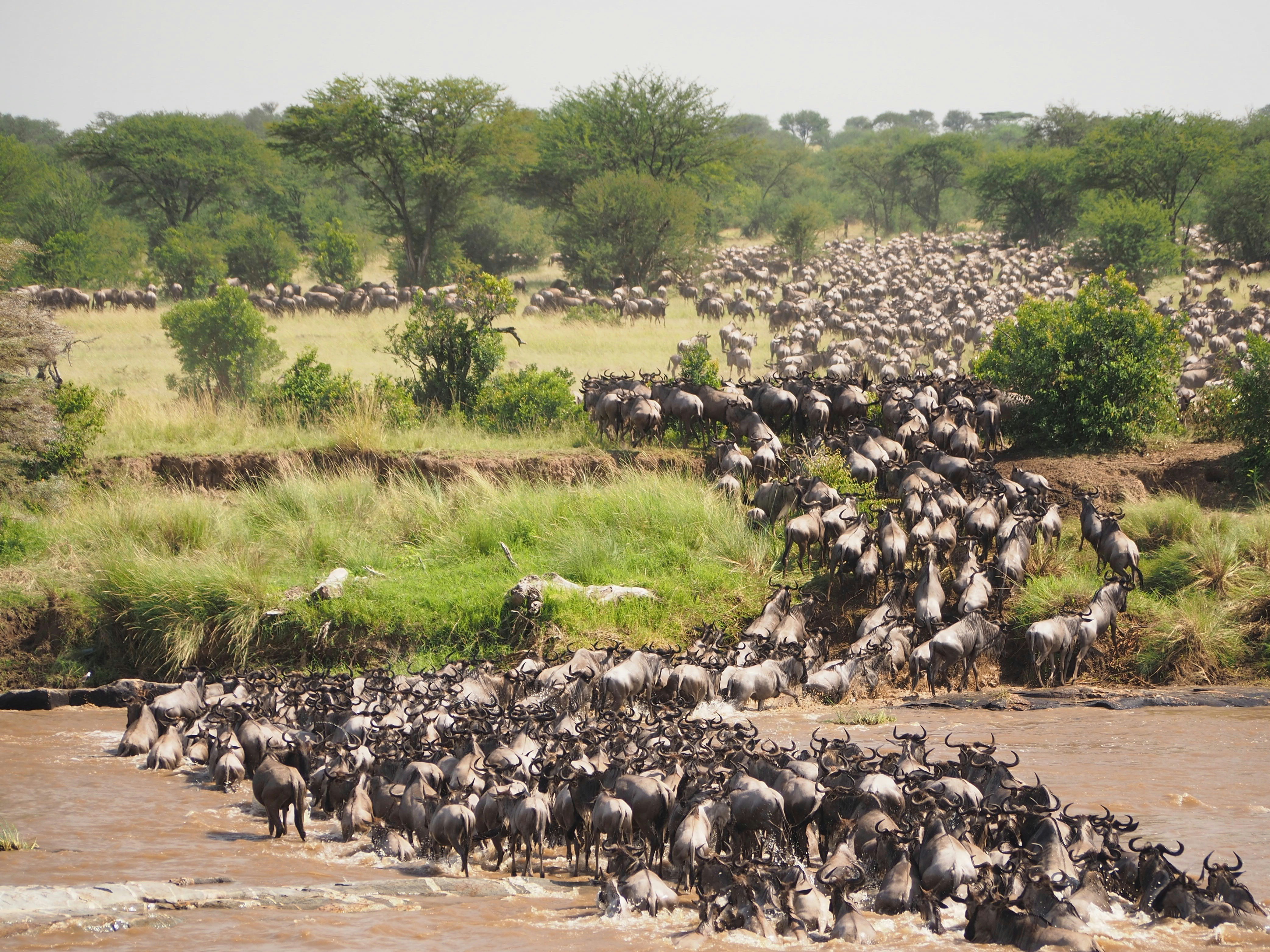 Wildlife Safaris