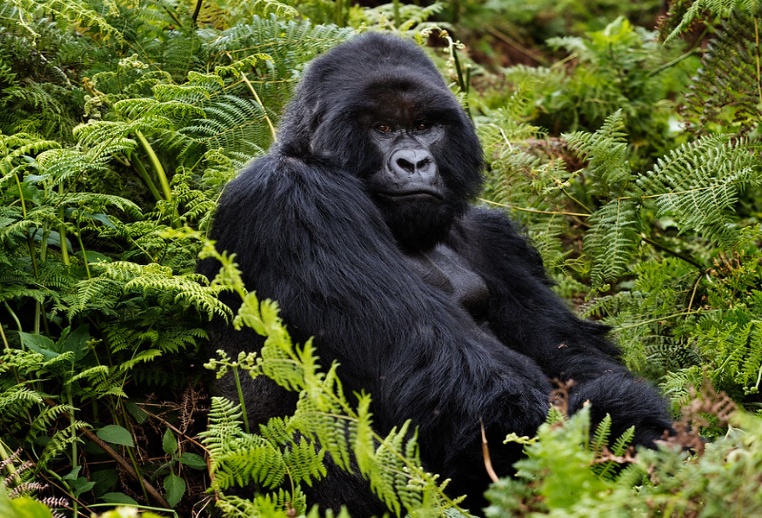 Safe and serene luxury safari landscape in Rwanda