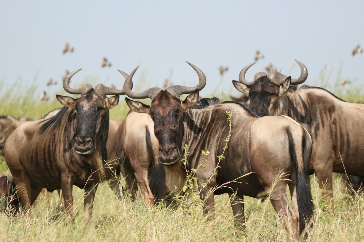 6 Days Tanzania Wildebeest Migration Photographic Safari