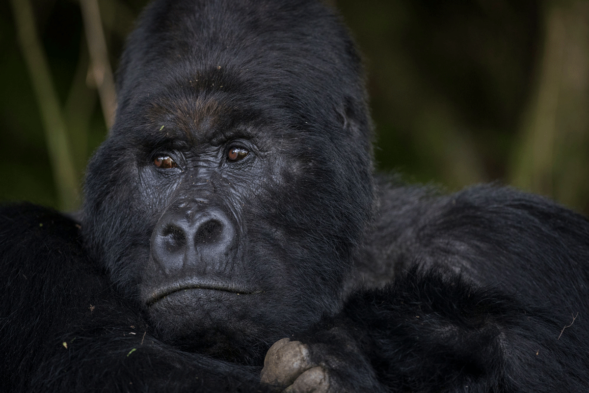 7 Days Uganda ultimate Mountain Gorilla Adventure