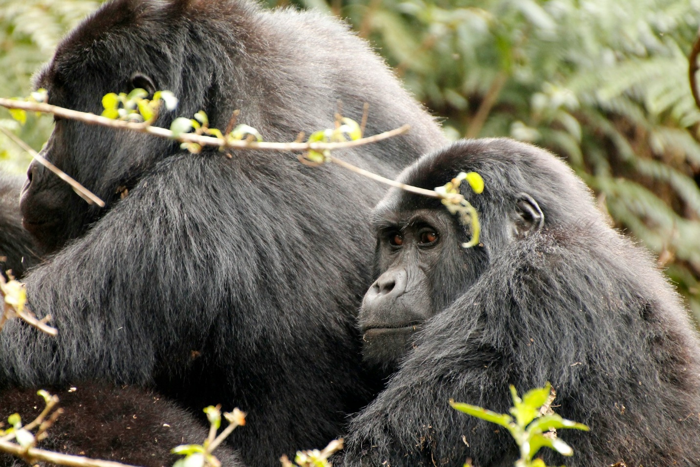 8-Day Uganda & Tanzania Small Group Primate Safari