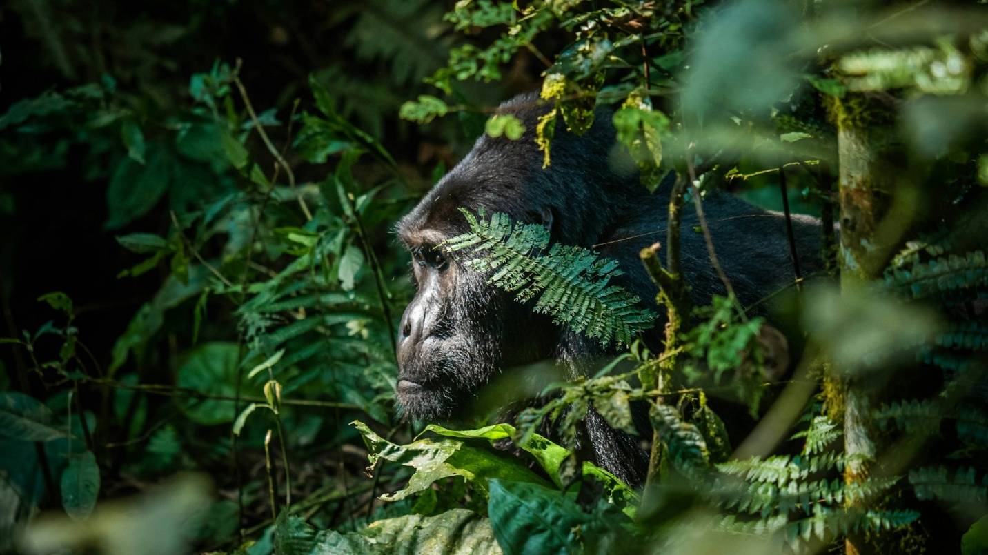 12 Days Uganda Luxury Safari