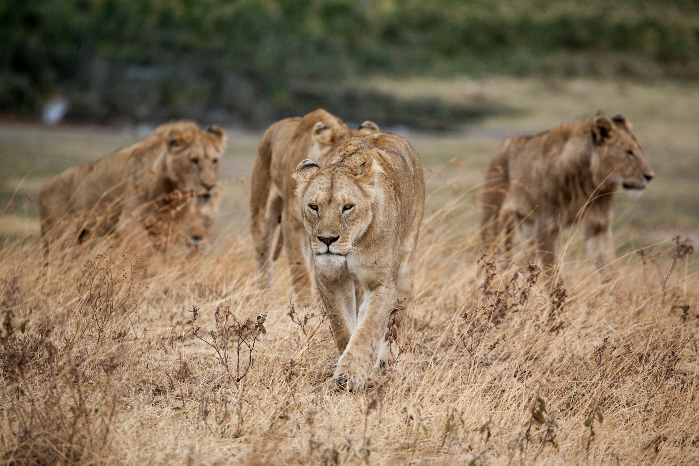 11 Days Best of Kenya & Tanzania Safari