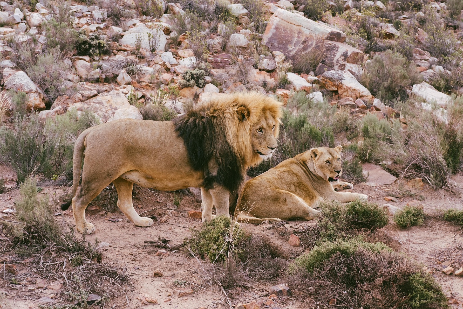 Big Five Safari