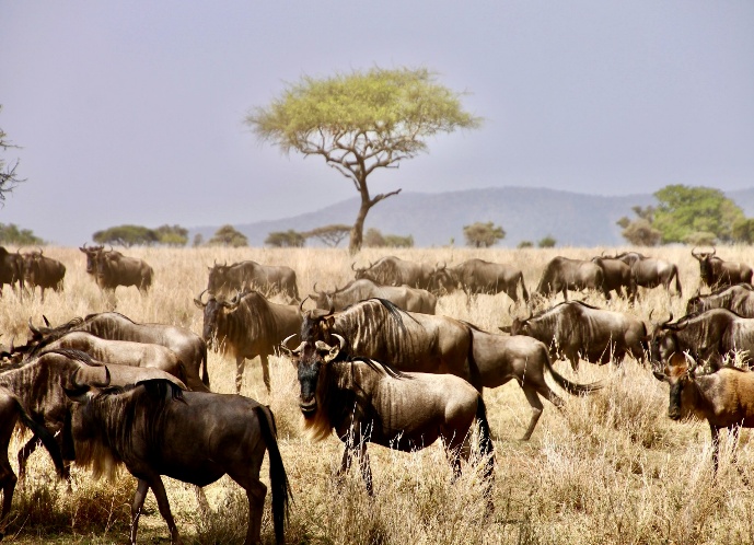 Wilderness Usawa Serengeti