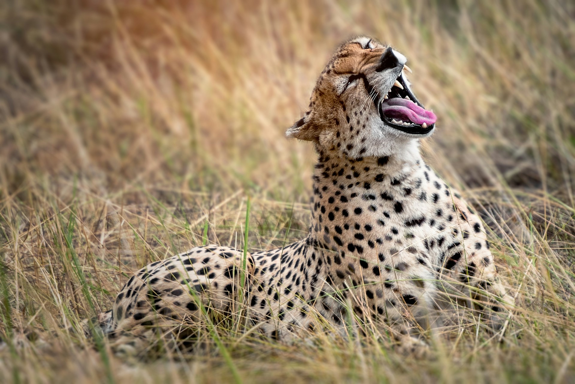 8 Nights Masai Mara & Serengeti Safari