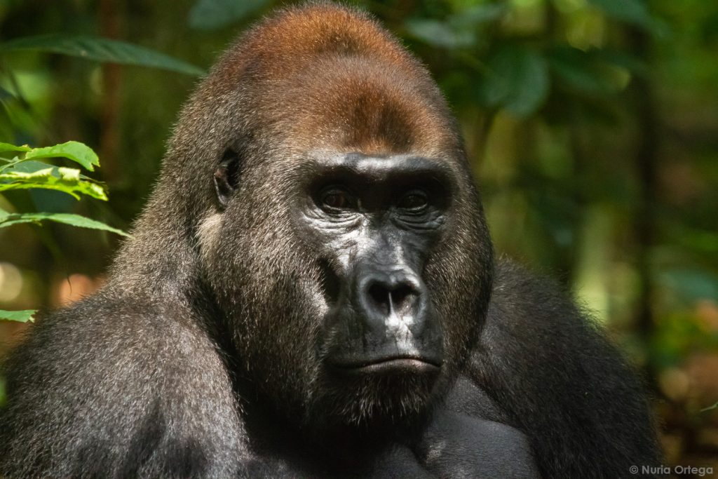 16 Days Tracking Lowland Gorillas and Bonobos