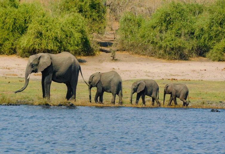 5 days spectacular Zambia & Botswana Safari