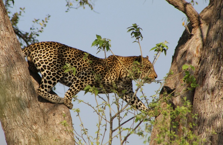7 Days Best of Botswana Delta to Khwai Mobile Safari