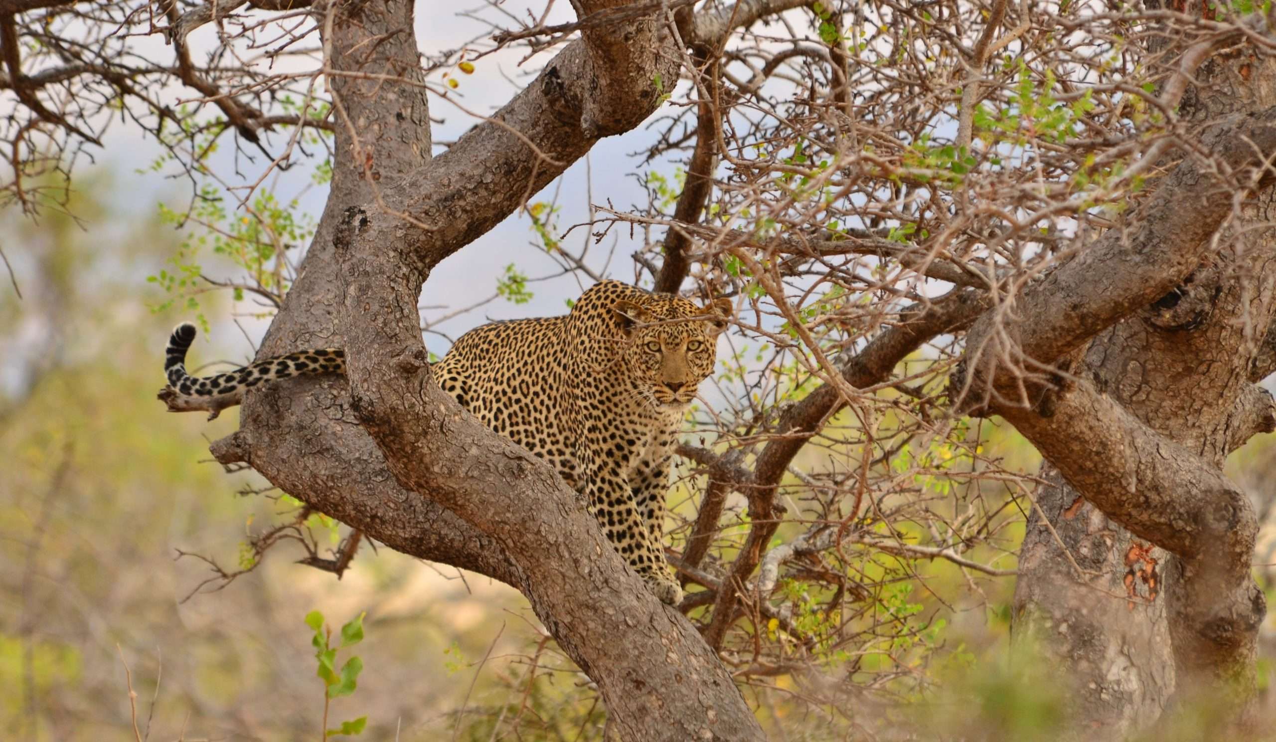 7-Day Chyulu Hills Safari