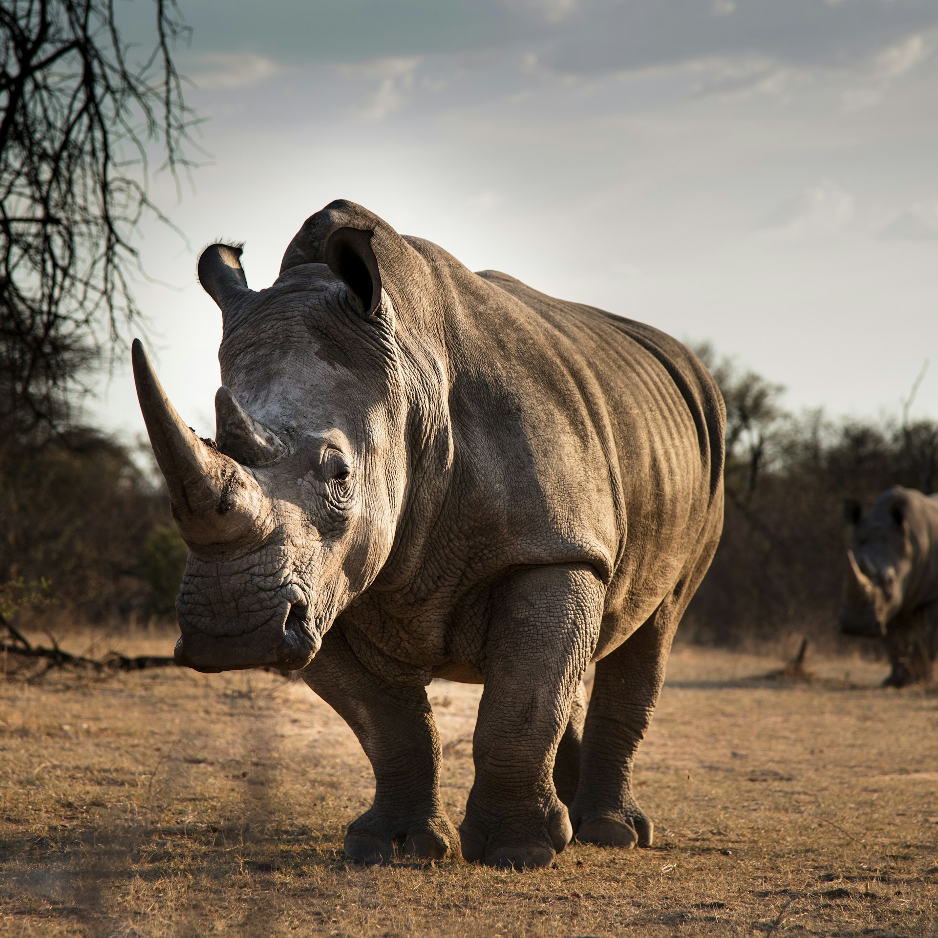 The Five Rhino Species: Nature's Living Giants