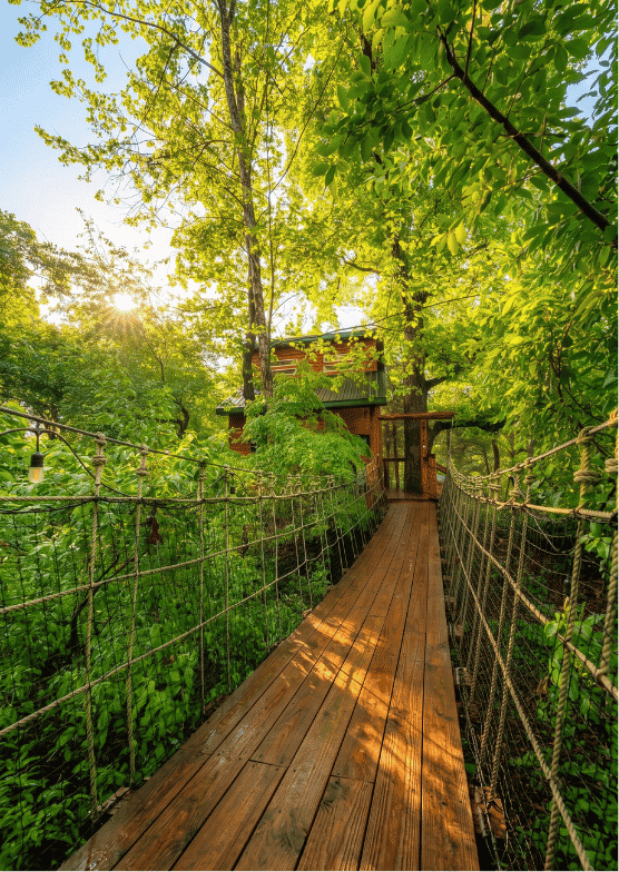 Immersive Forest Views