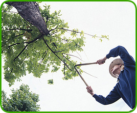 Tree trimming and pruning