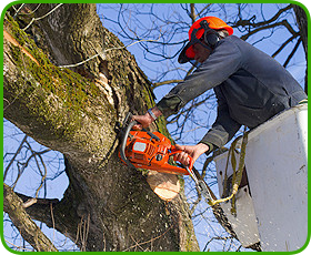 Tree removal