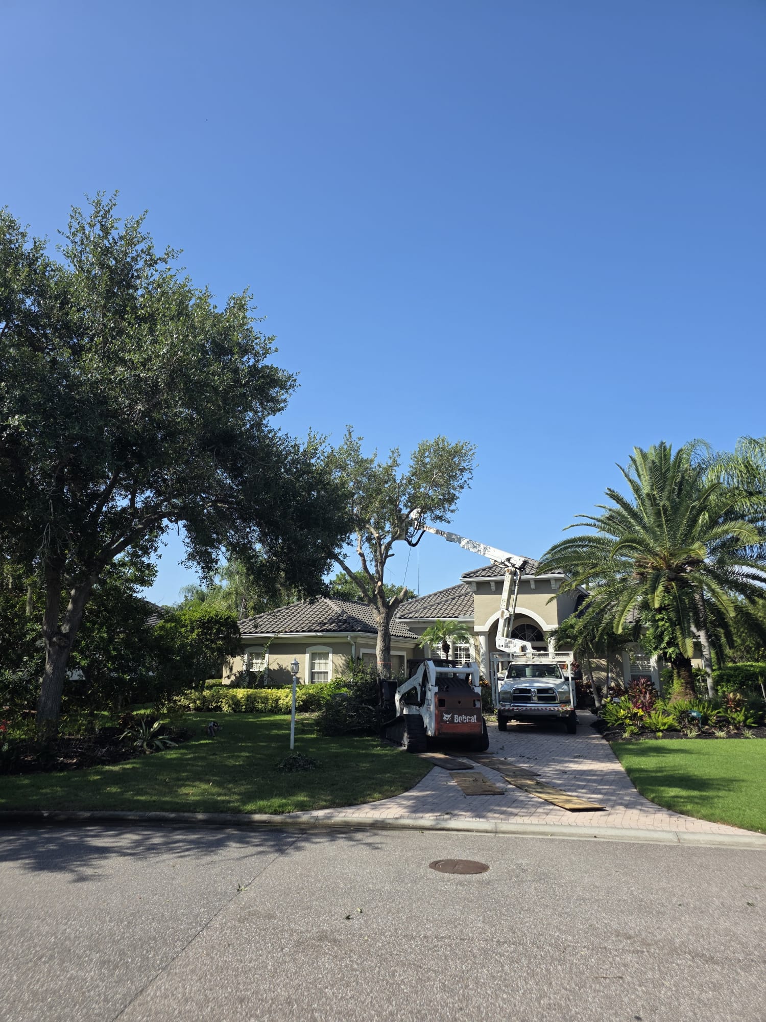Hurricane Season Tree Trimming and Storm Prep in Sarasota and Bradenton FL