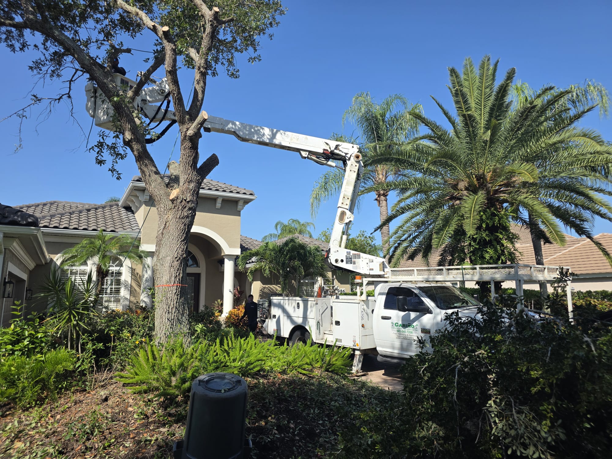 Tree Removal and Tree Trimming in Sarasota FL