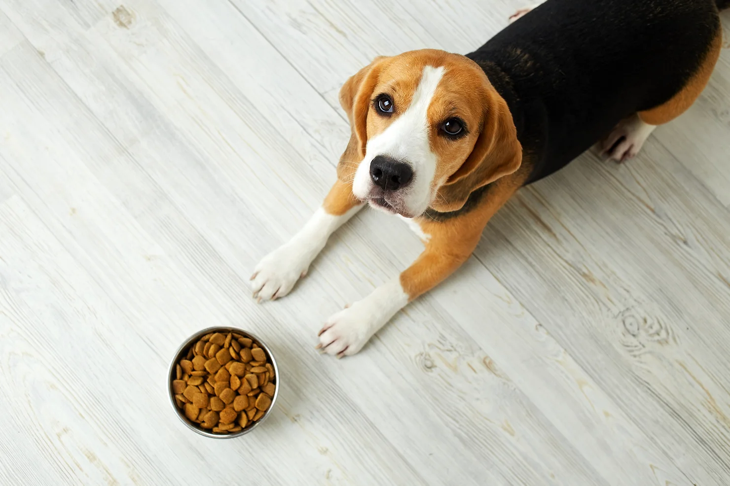 beagle waits while lying down with food bowl