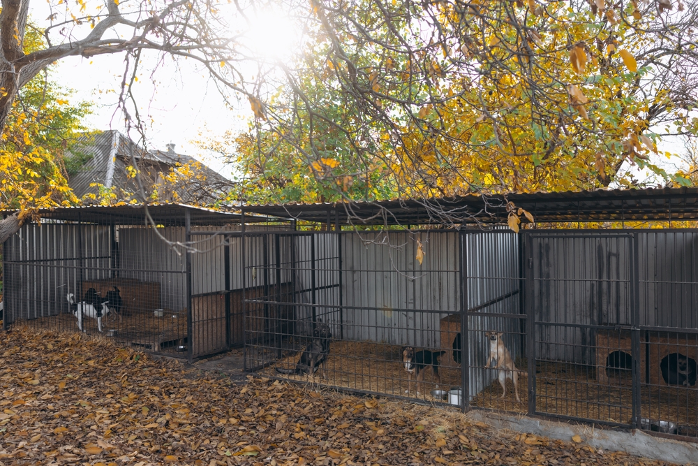 row of metal outdoor kennels containing dogs