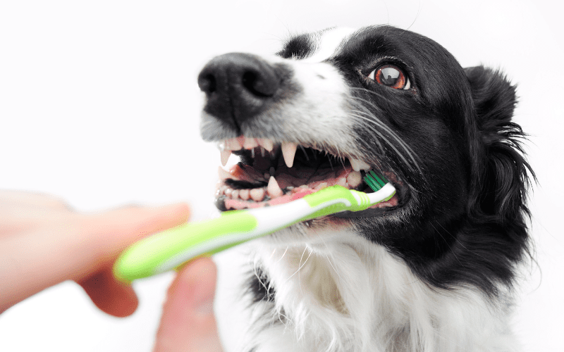 Dog Dental Care