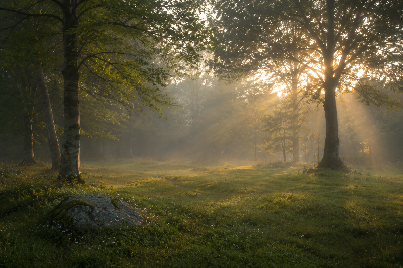 A still, open woodland clearing with shafts of light filtering through tall trees. The space should feel held, quiet, and full of potential—as if something important could emerge here if people were willing to pause and listen. A still, open woodland clearing with shafts of light filtering through tall trees. The space should feel held, quiet, and full of potential—as if something important could emerge here if people were willing to pause and listen.